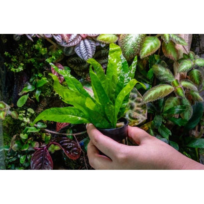 Java Fern