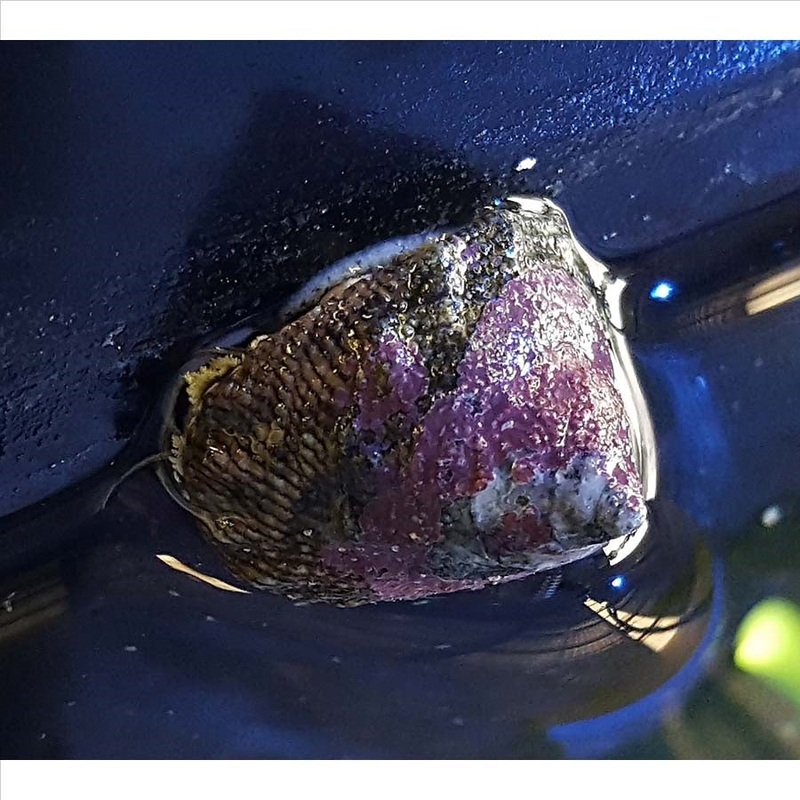 Trochus Snails – (No Online Purchases)