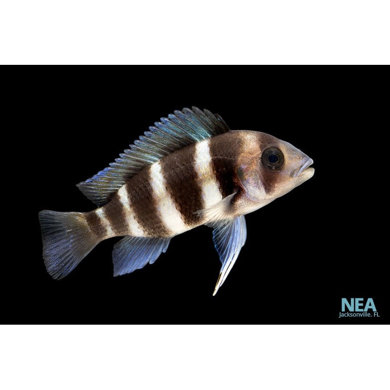 6 Stripe Frontosa Cichlid