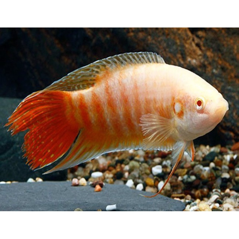 Paradise albino Gourami