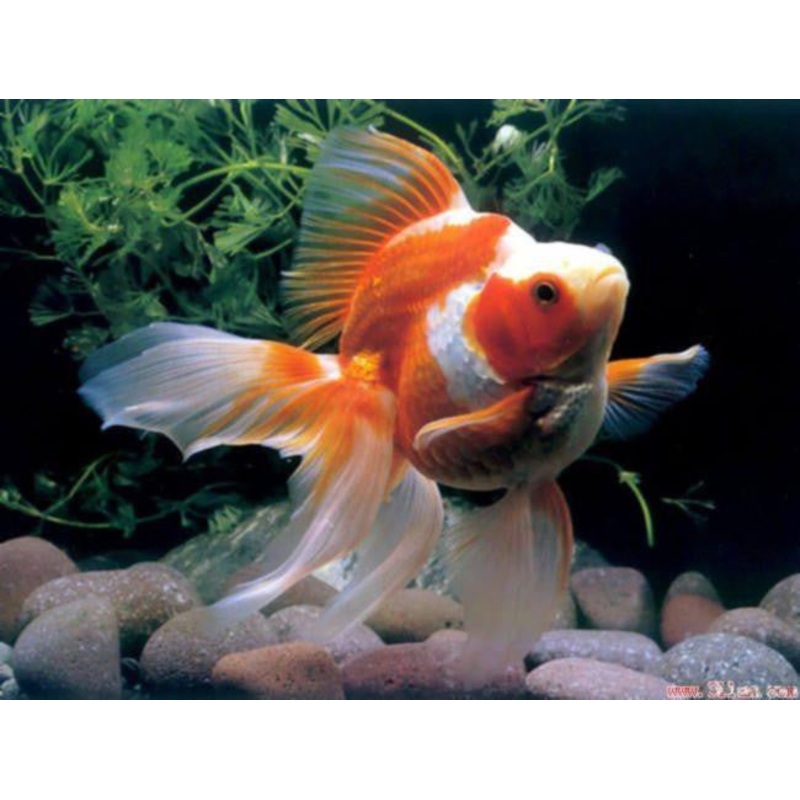Ryukin Goldfish “Carassius auratus auratus” – 2”