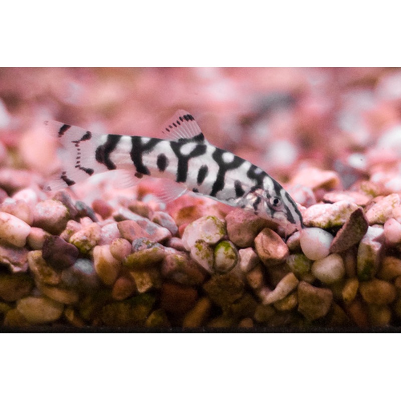 Yoyo Loach “Botia lohachata”