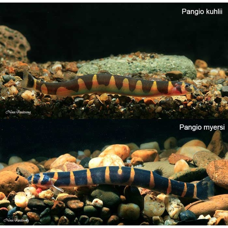 Kuhli Loach “Pangio kuhlii”