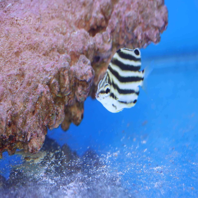 Stripey – (No Online Purchases)