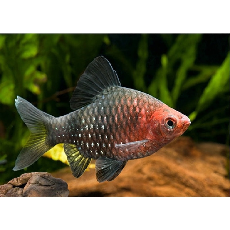 Black Ruby Barb “Puntius nigrofasciatus”