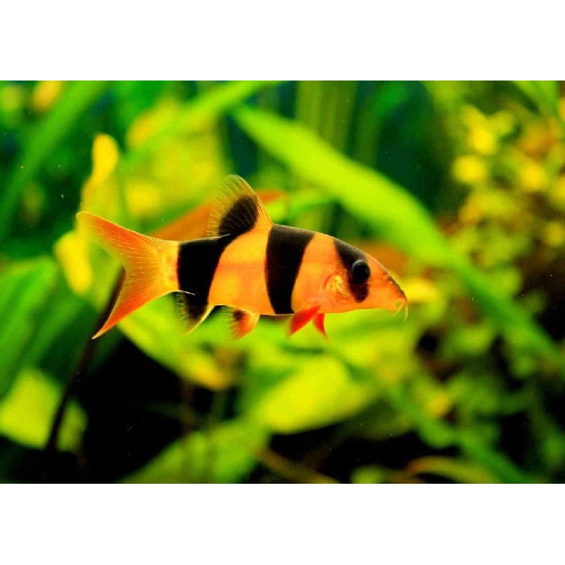 Clown Loach “Botia macrancantha”