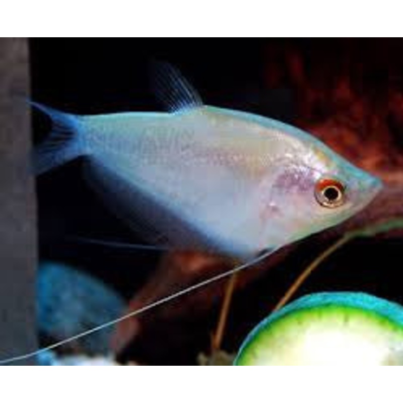 Moonlight Gourami – “Trichopodus microlepis”