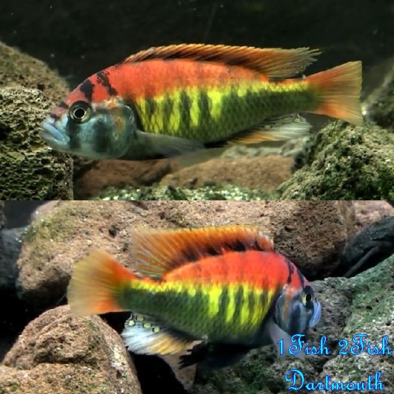 Python Island Cichlid “Haplochromis nyererei”