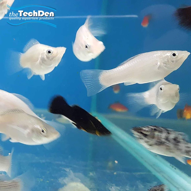 Assorted Molly – (No Online Purchases)