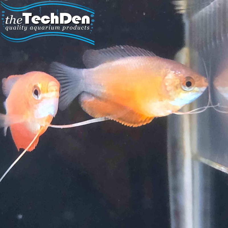 Red Honey Dwarf Gourami – (No Online Purchases)