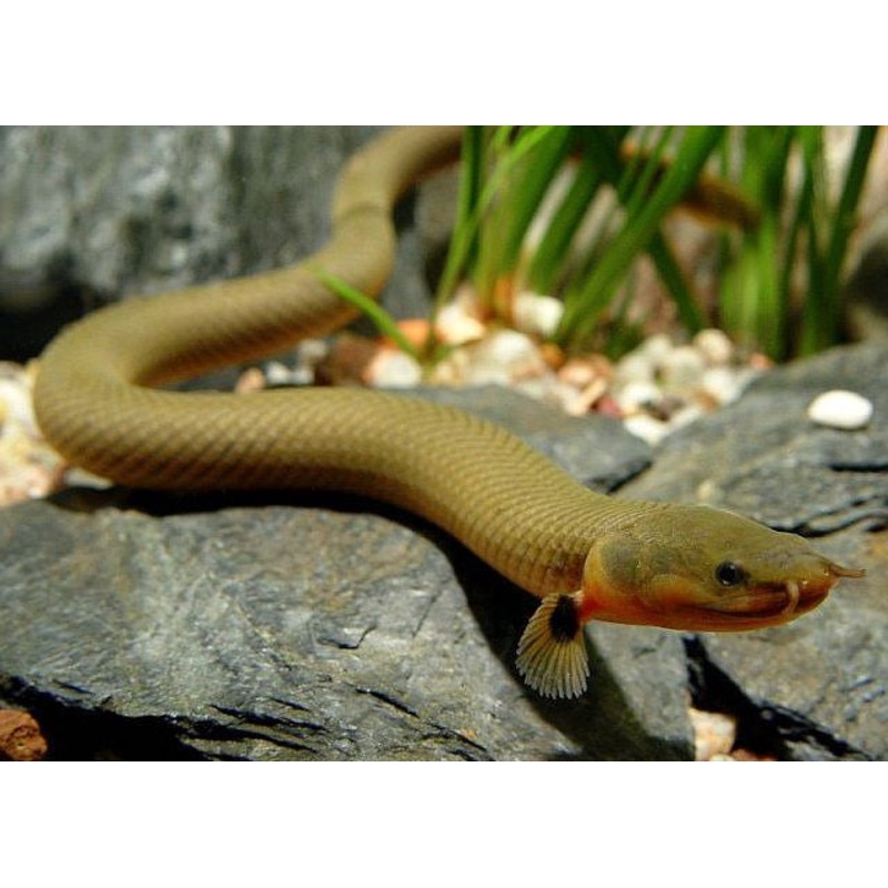 Ropefish “Erpetoichthys calabaricus”