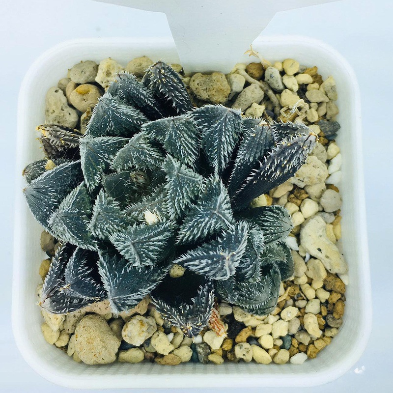 S&C Haworthia Spp (#137 / 7cm Pot)