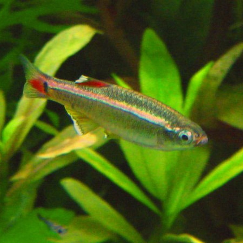 White cloud mountain minnow (Tanichthys albonubes)