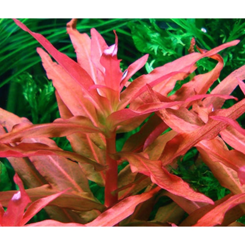 ammania gracilis (1 POT)