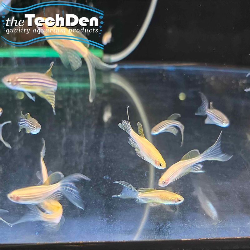 Assorted Longfin Danio  – (No Online Purchases)