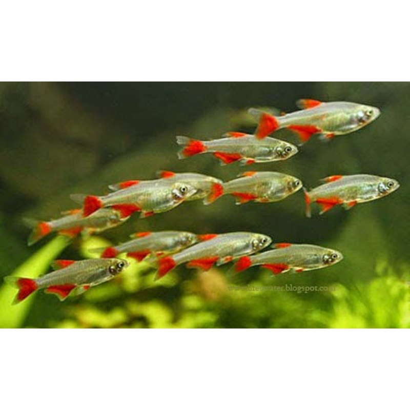 Bloodfin Tetra “Aphyocharax anisitsi”
