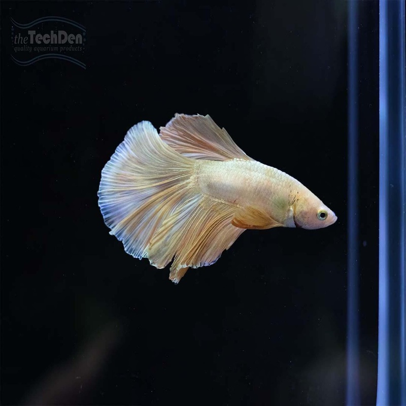 Male Betta $30 – (No Online Purchases)