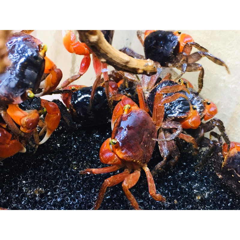 Metasesarma aubryi (Red Apple Vampire Crab)