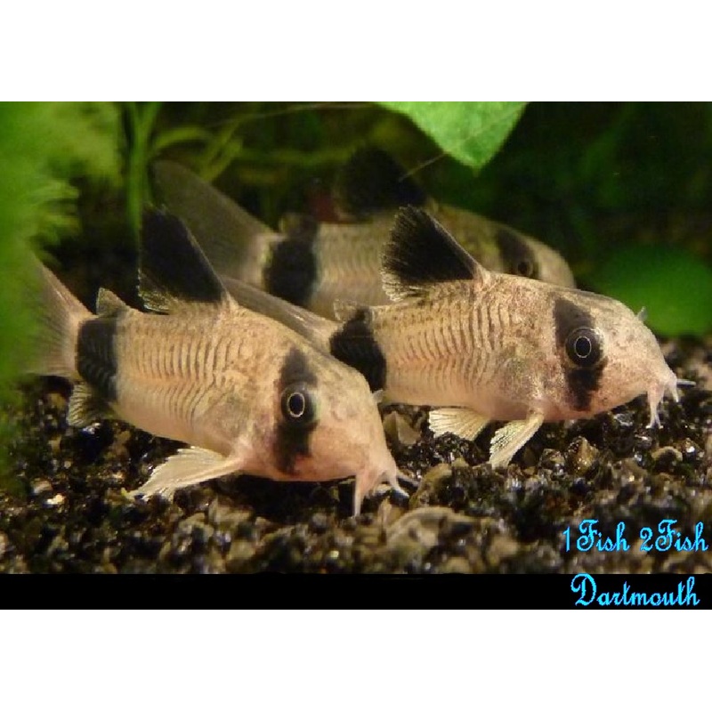 Panda Corydoras “Corydoras panda”