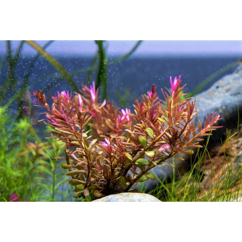 Rotala Blood Red
