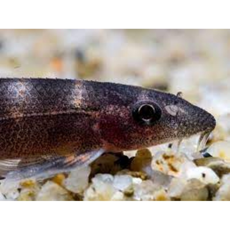 Black Lizard Loach (Balitoropsis zollingeri)