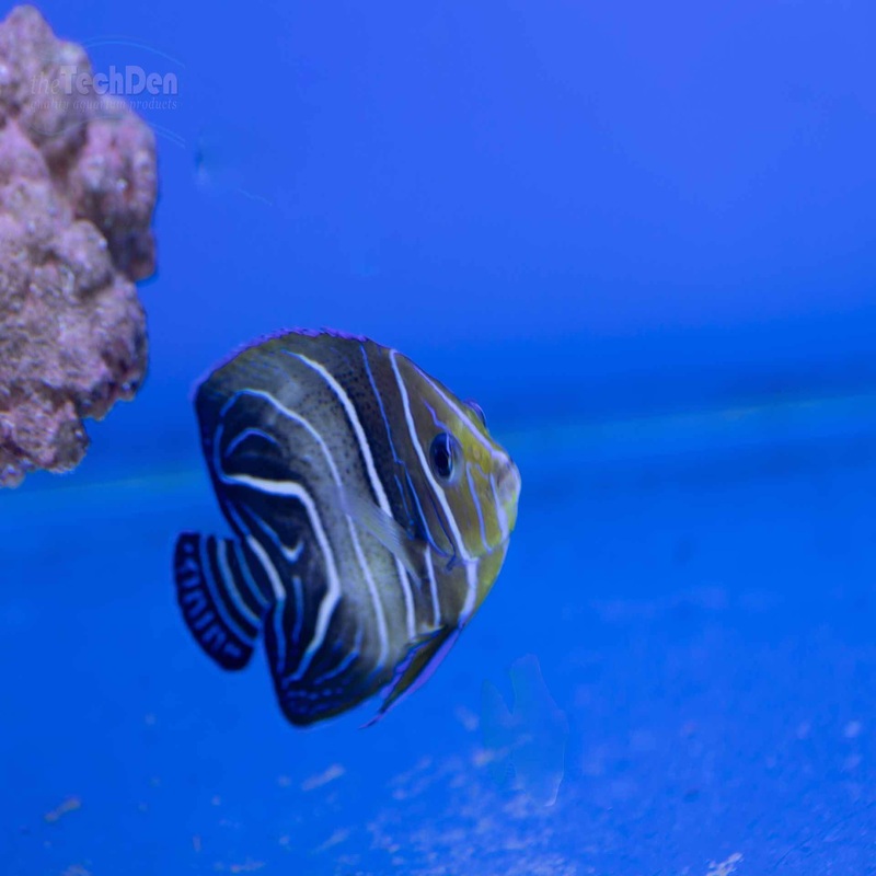 Blue Koran Angelfish – (No Online Purchases)