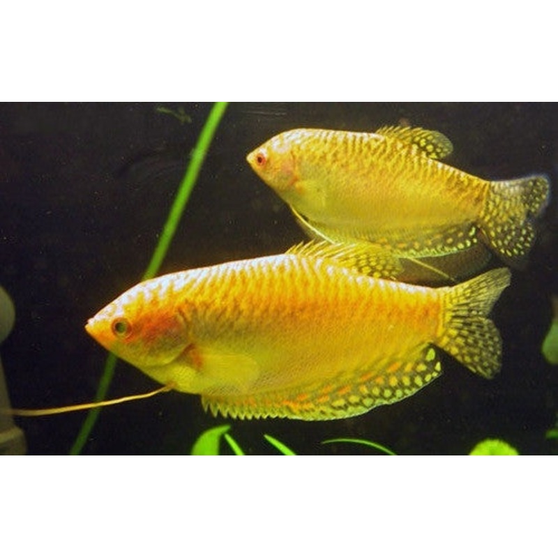 Gold Gourami “Trichogaster trichopterus”