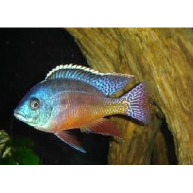 Red Empress Cichlid “Protomelas taeniolatus”- 2.5”