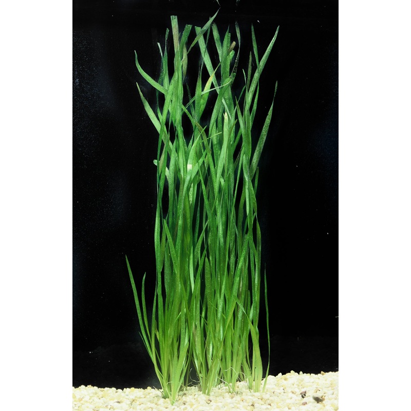 Valllisneria Spiralis