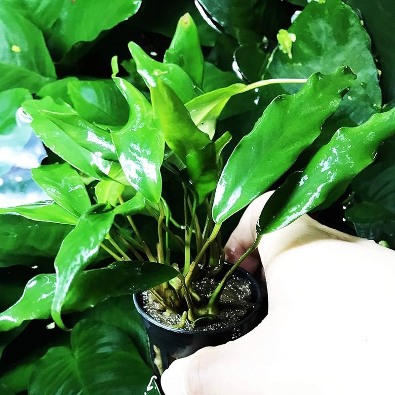 Anubias Minima