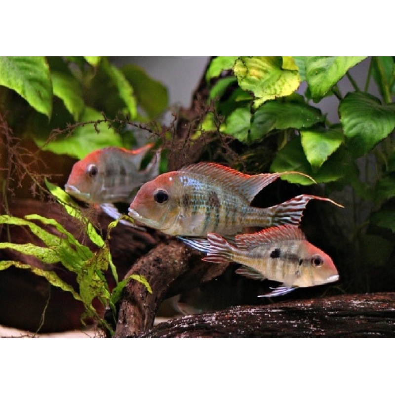 Red Head Tapajos “Geophagus sp.”