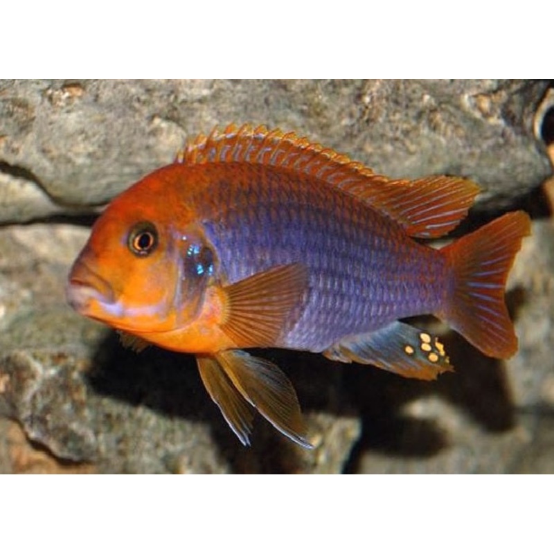 Rusty Cichlid “Lodotropheus Sprengerae”