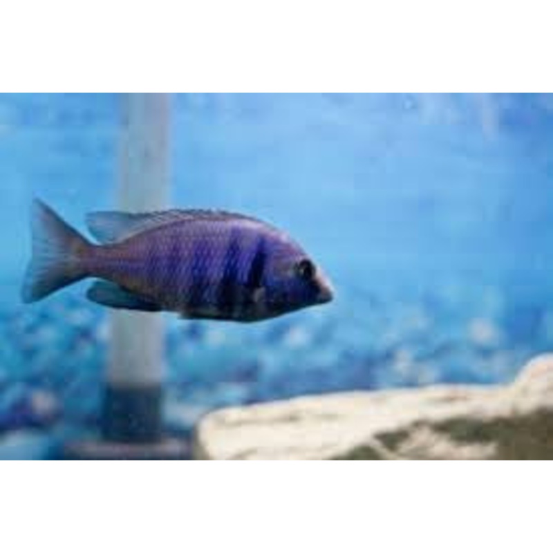 Blue Speckled Cruiser – “Placidochromis phenochilus”