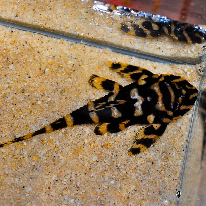 L168 Butterfly Pleco