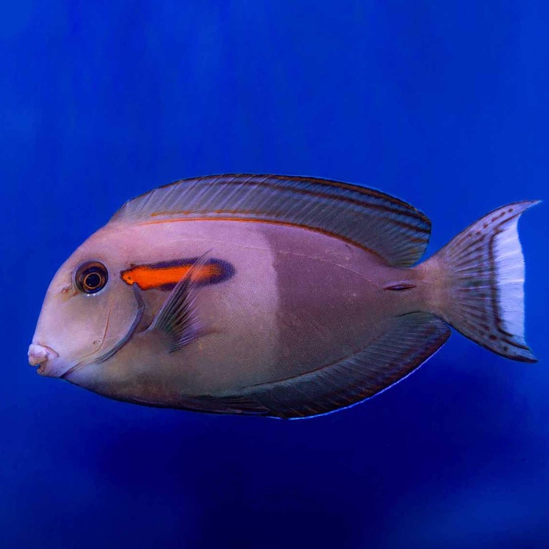 Orange Shoulder Tang – (No Online Purchases)