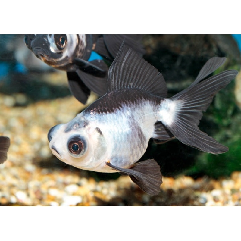Panda Moor Goldfish “Carassius  auratus”- 1.5″