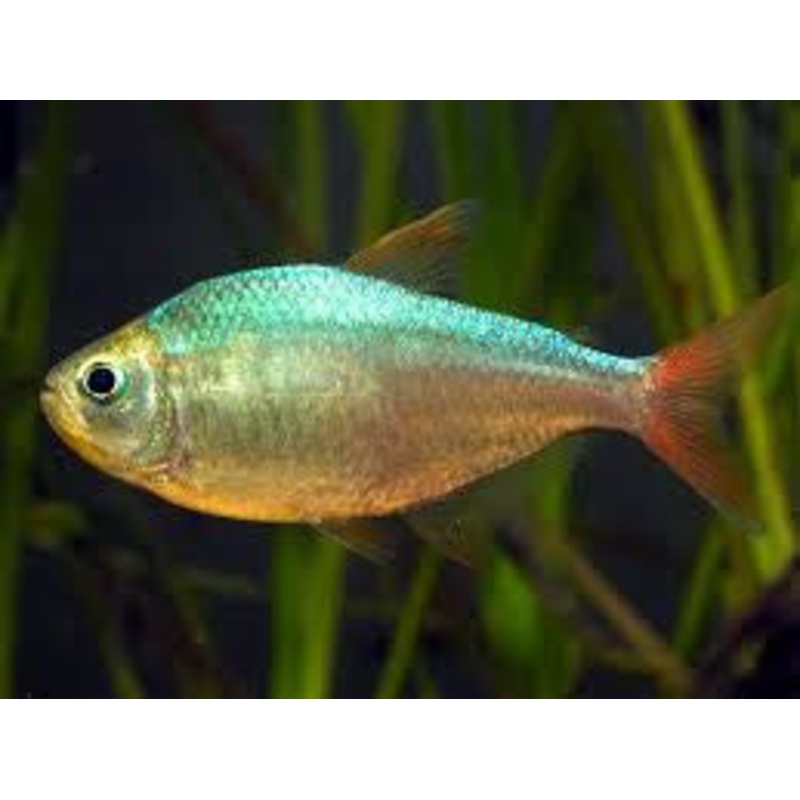 Red Blue Colombia Tetra “Hyphessobrycon colimbianus”