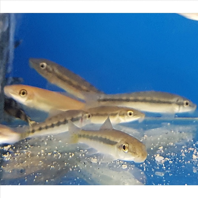 Sucking Catfish – (No Online Purchases)