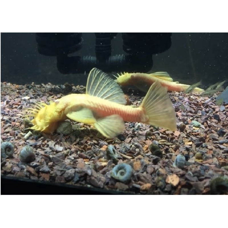 Albino Bristlenose Pleco “Ancistrus cirrhosus”