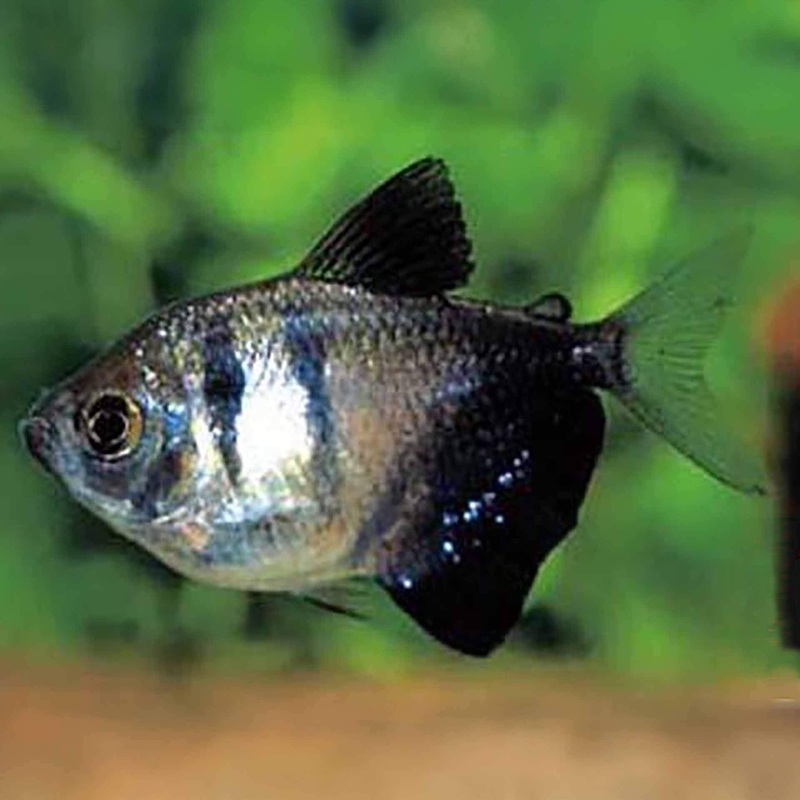 Black Widow Tetra 3.5cm – (No Online Purchases)