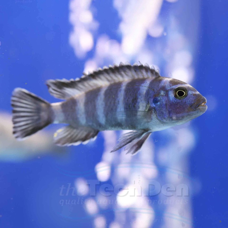 Demasoni Cichlid (Pseudotropheus Demasoni) – (No Online Purchases)
