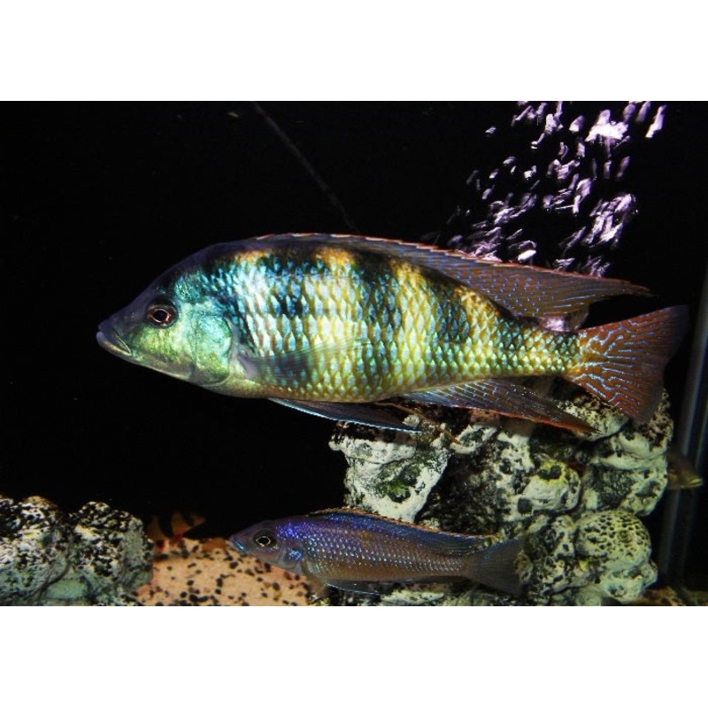 Johnstoni Cichlid “Haplochromis obliquidens”