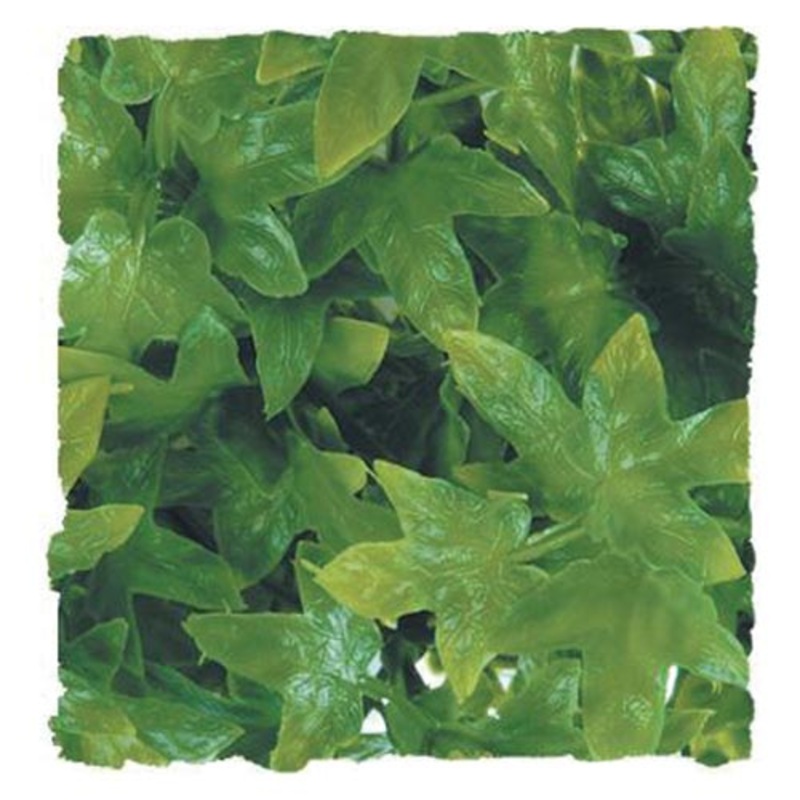 Zoo Med Natural Bush Congo Ivy Hanging Plant