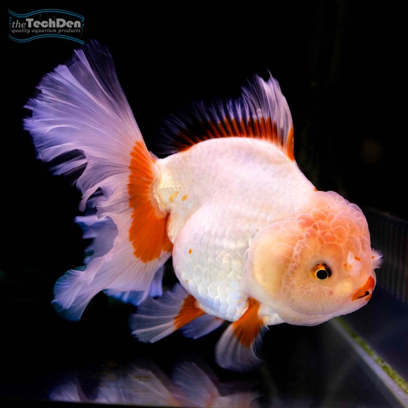 Assorted Oranda Large – (No Online Purchases)