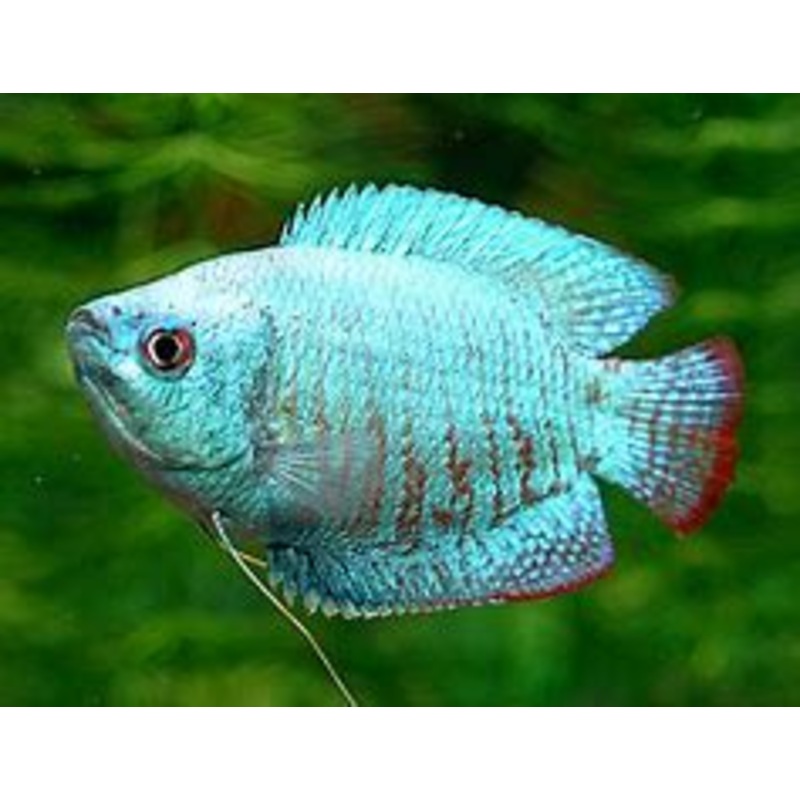 Cobalt Dwarf Gourami