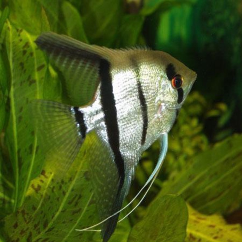 Common Angelfish “Pterophyllum Scalare”
