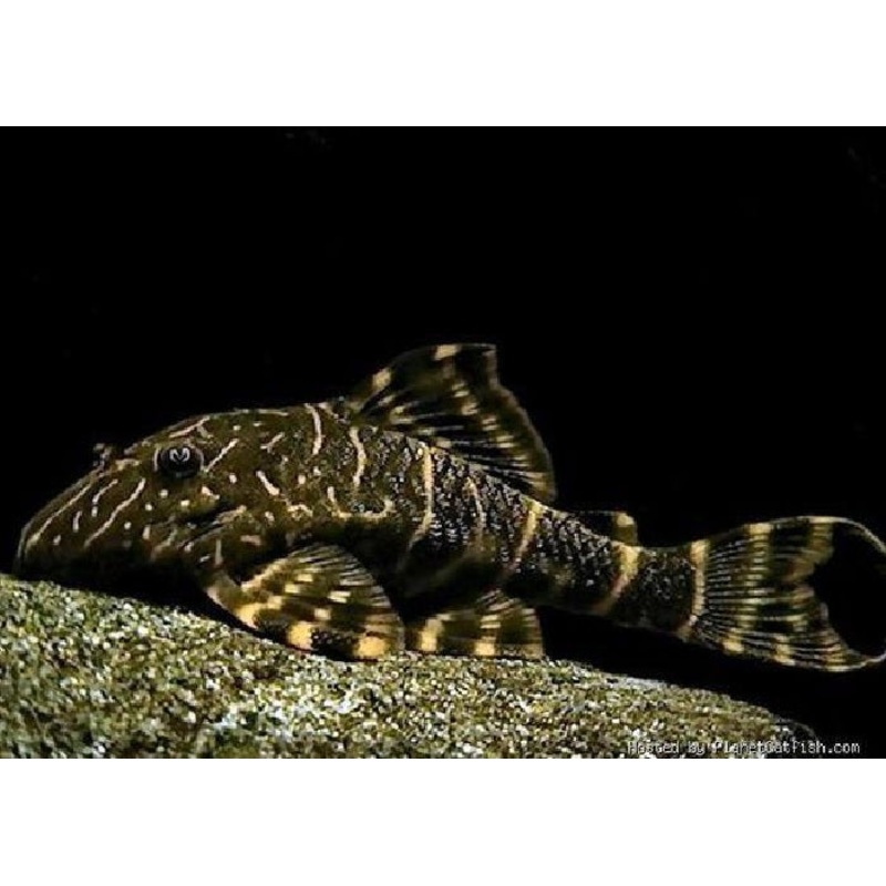 L103 – Clown Pleco “Panaqolus maccus “