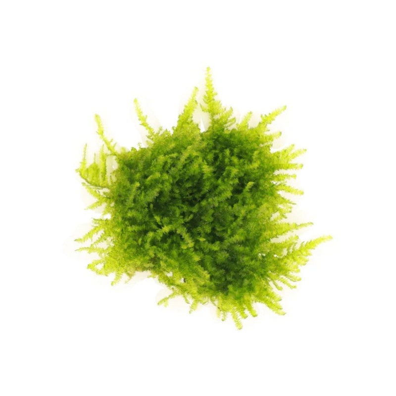 Aqualabs Mini Christmas Moss-Live Plant- Instore Pick up*