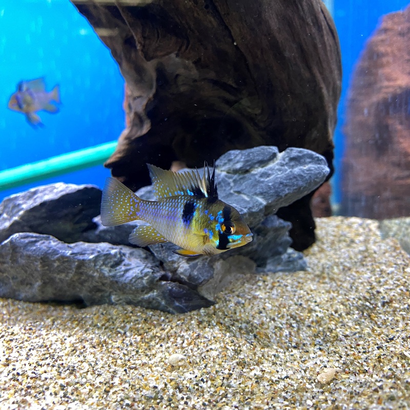 Blue Ram – (No Online Purchases)