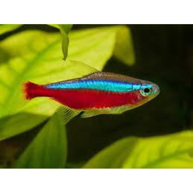 Cardinal Tetra “Paracheirodon axelordi”